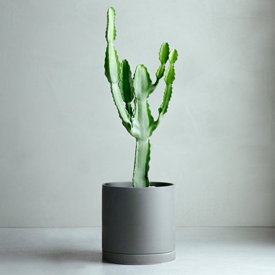 ユーフォルビア 刺無ラクテア