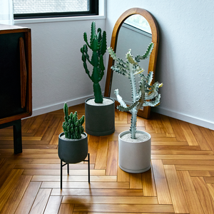 ユーフォルビア ホワイトゴースト