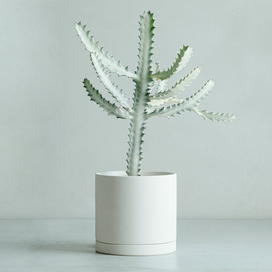 ユーフォルビア ホワイトゴースト