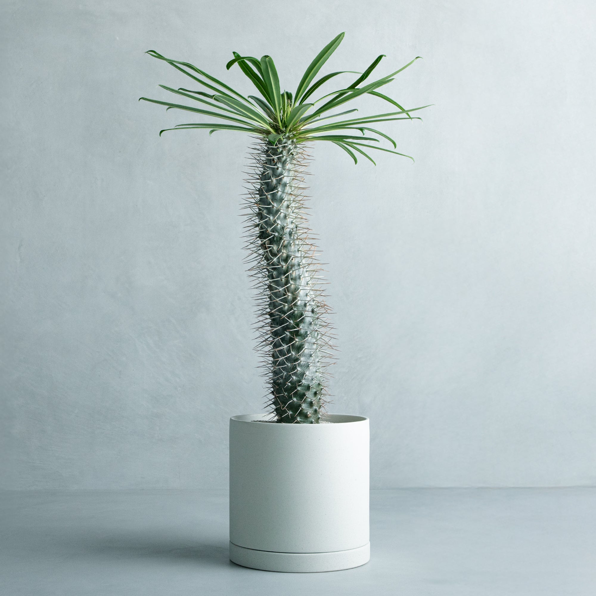 パキポディウム ラメリー – MOLLIS