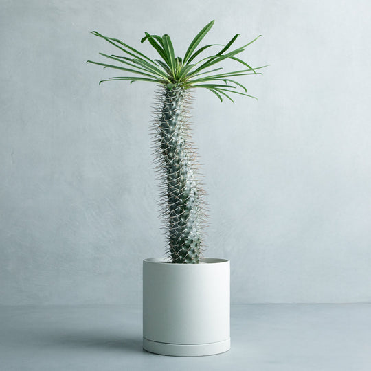 パキポディウム ラメリー