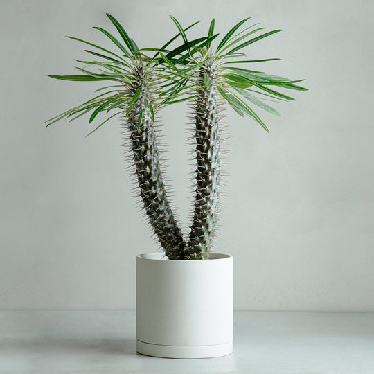 パキポディウム ラメリー