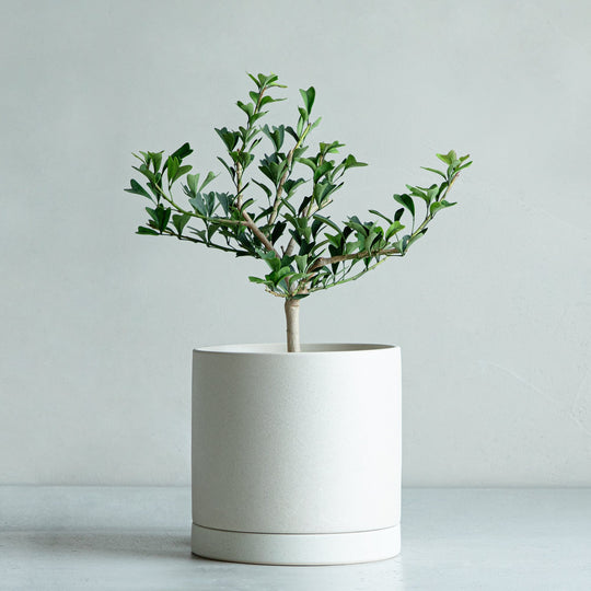 シェフレラ トライアンギュラリス