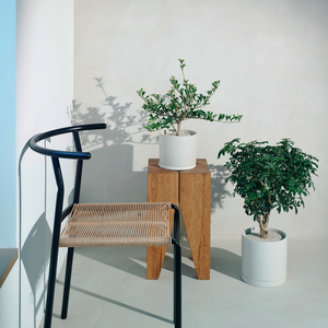 シェフレラ コンパクタ