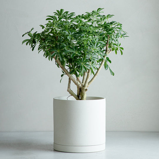 シェフレラ コンパクタ