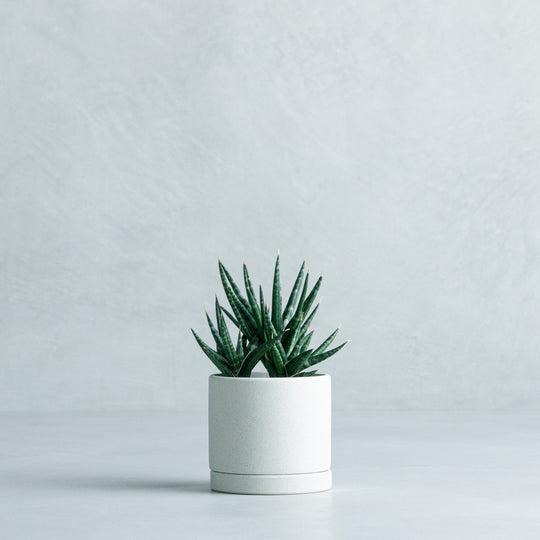 サンセベリア フランシシー