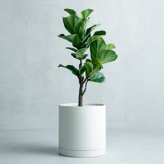 フィカス リラータ バンビーノ