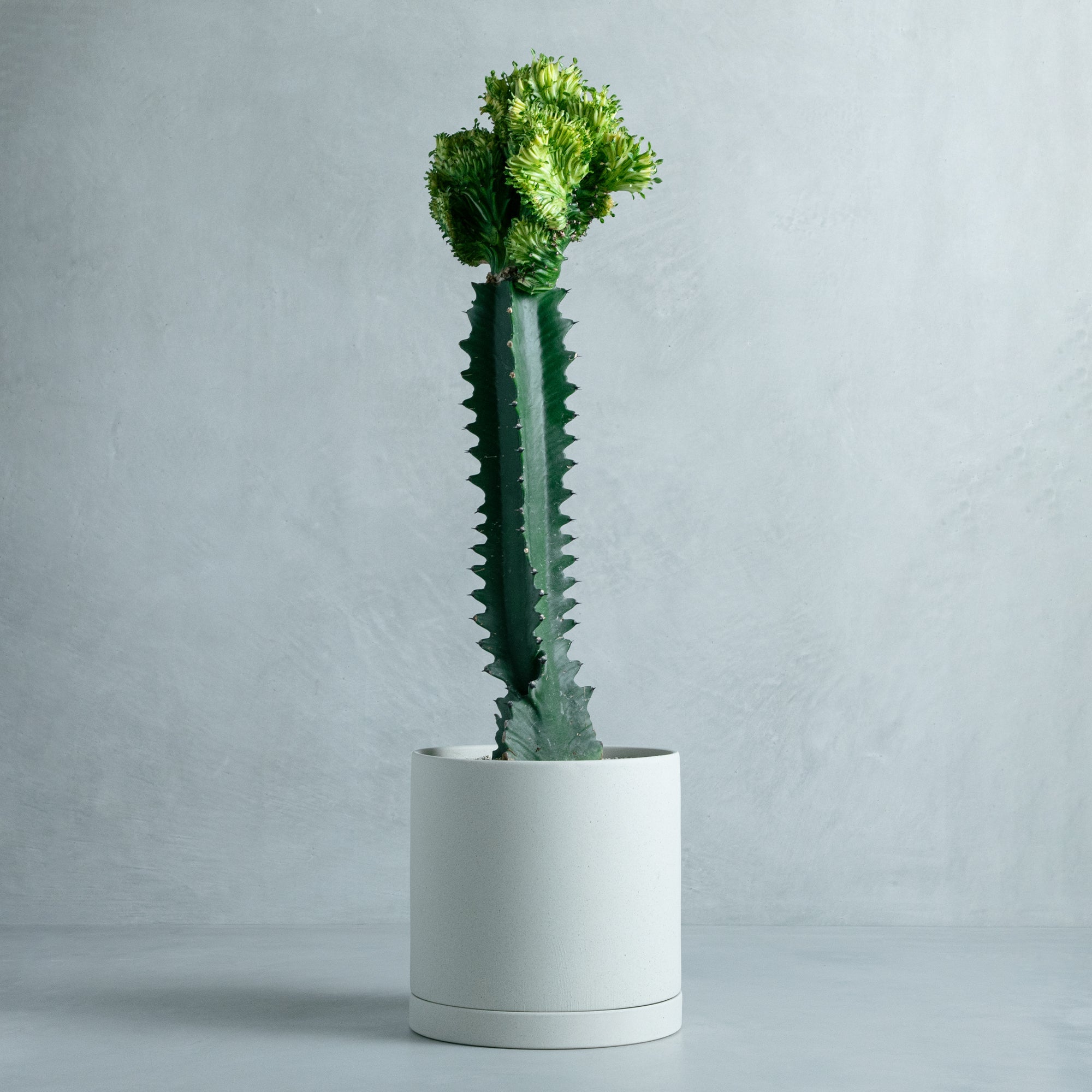 多肉植物。 キューピッド法師錦綴化 パステル錦 綴化 ① – 多肉植物の通販・販売サイト tawawa 多肉植物