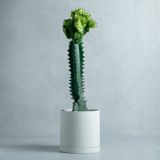 ユーフォルビア ラクテア錦綴化 接ぎ木