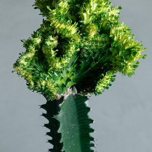 ユーフォルビア ラクテア錦綴化 接ぎ木