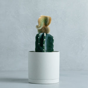 弥勒柱綴化 接ぎ木