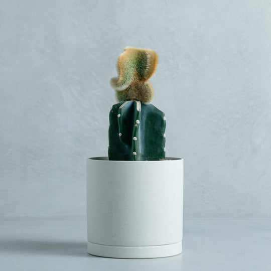 弥勒柱綴化 接ぎ木