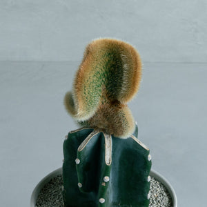 弥勒柱綴化 接ぎ木