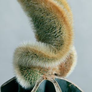 弥勒柱綴化 接ぎ木