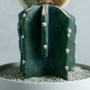 弥勒柱綴化 接ぎ木