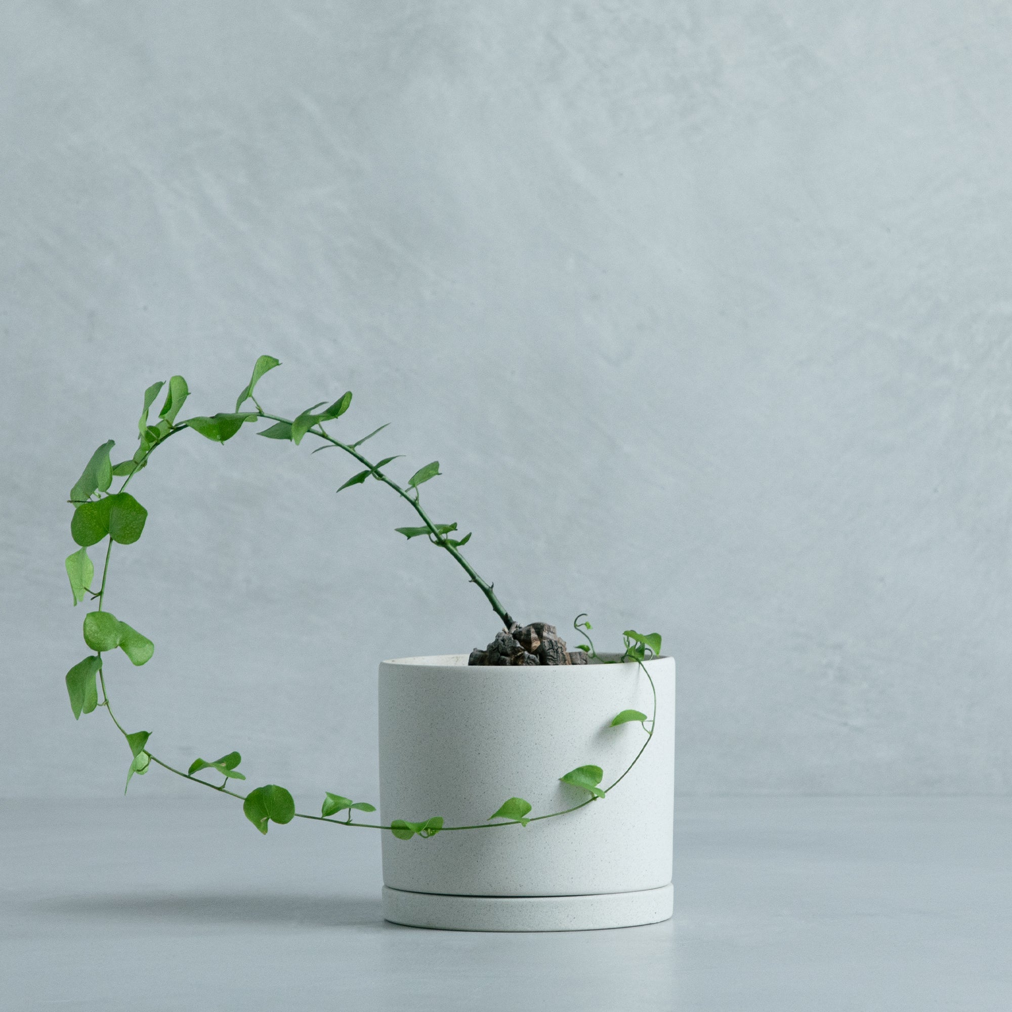 アフリカ 亀甲竜 – MOLLIS