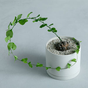 アフリカ 亀甲竜