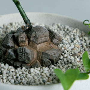 アフリカ 亀甲竜