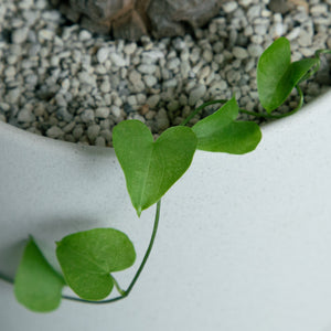 アフリカ 亀甲竜