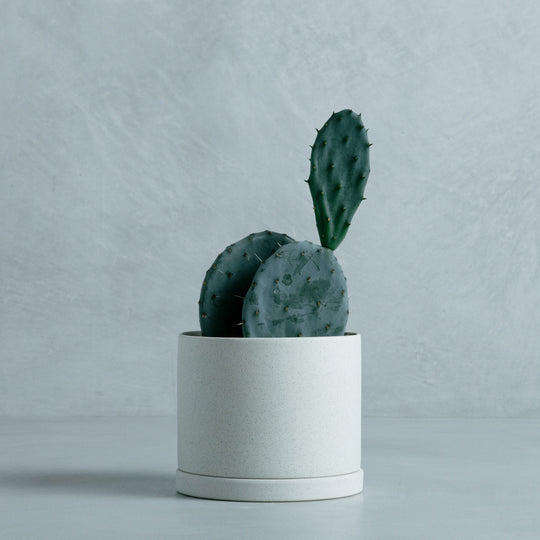 オプンチア 大丸盆