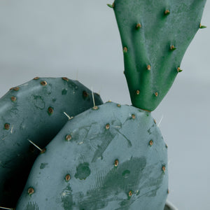 オプンチア 大丸盆