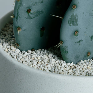 オプンチア 大丸盆