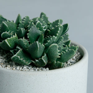 フォーカリア 四海波