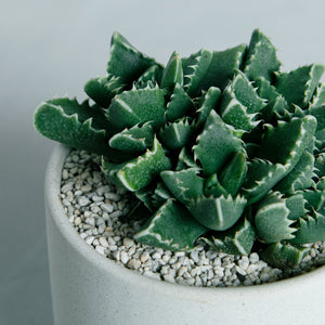 フォーカリア 四海波