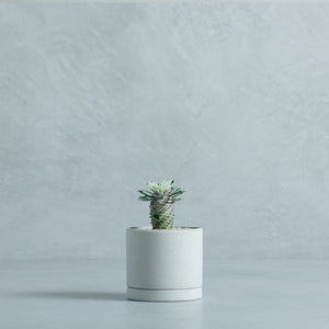 ユーフォルビア 蘇鉄キリン錦