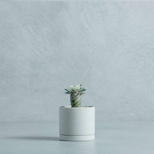 ユーフォルビア 蘇鉄キリン錦