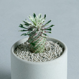 ユーフォルビア 蘇鉄キリン錦