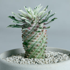 ユーフォルビア 蘇鉄キリン錦