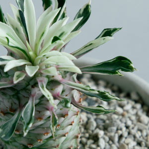 ユーフォルビア 蘇鉄キリン錦