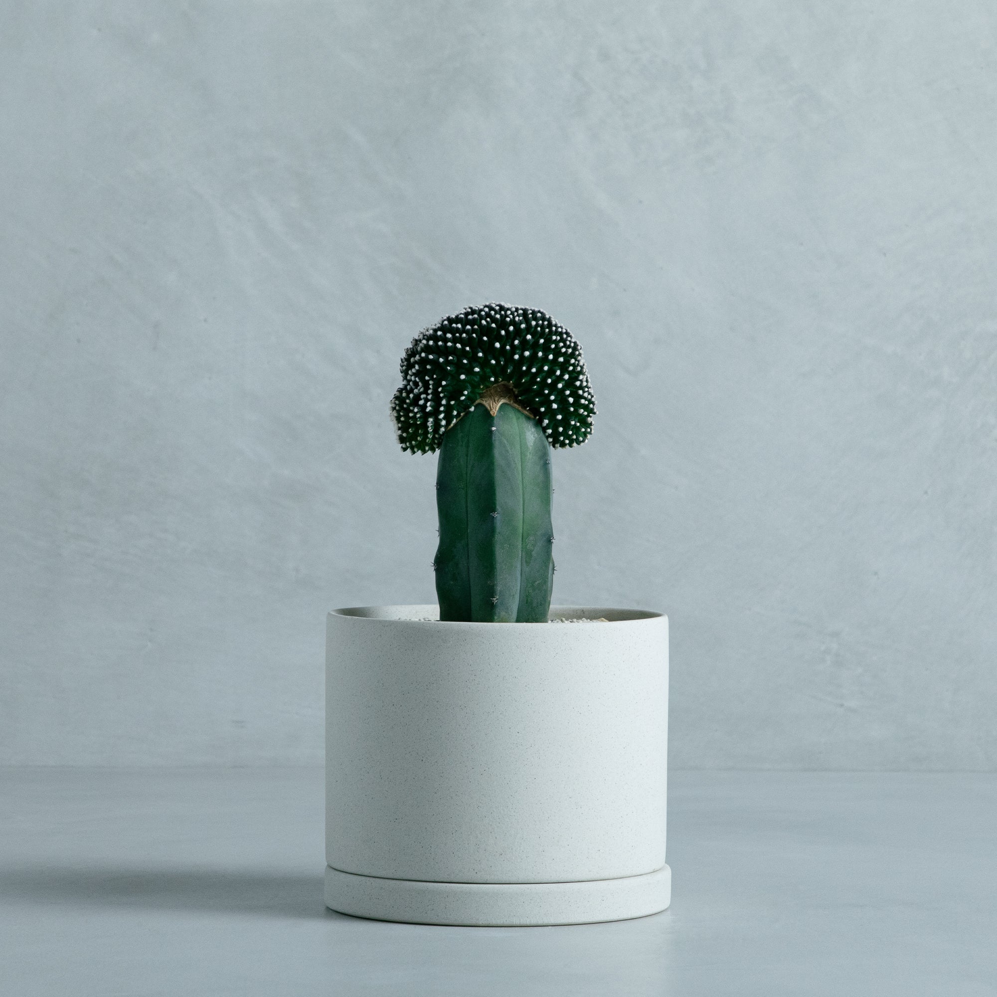 精巧丸綴化　接ぎ木 珍種！ペレキフォラ・精巧丸綴化（実は二代目）を植え替えたっ