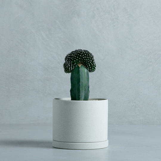 テヌイシマ綴化 接ぎ木