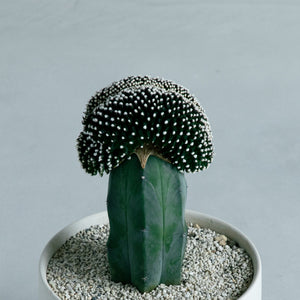 テヌイシマ綴化 接ぎ木