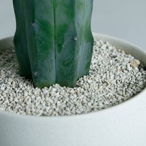 テヌイシマ綴化 接ぎ木