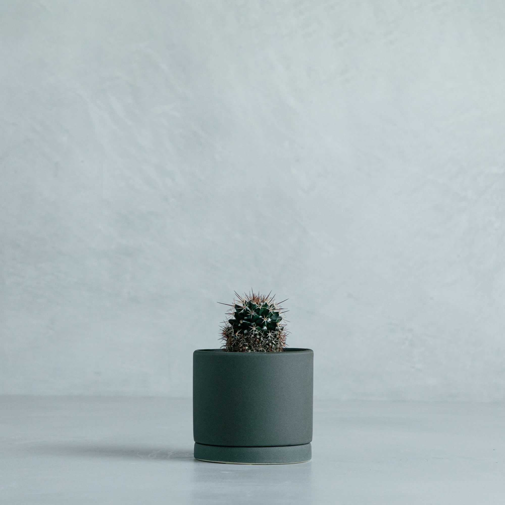 CARE – MOLLIS