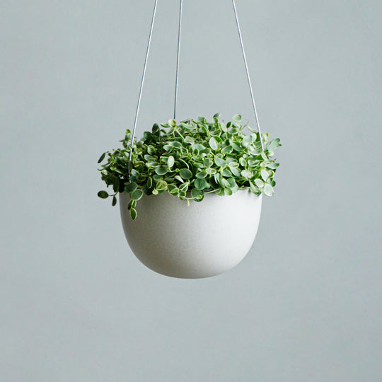 ペペロミア hyb.