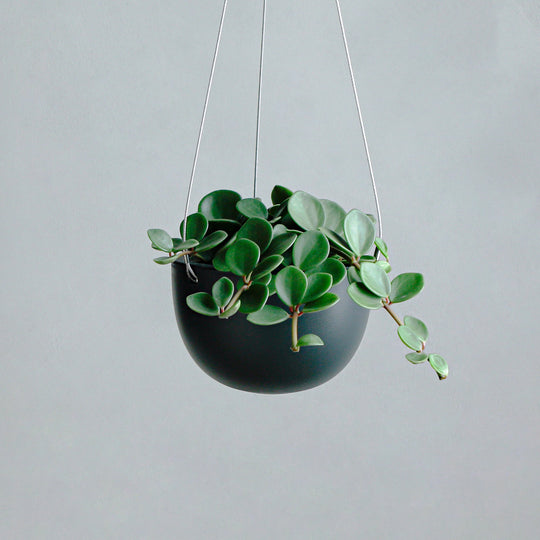 ペペロミア ホープ