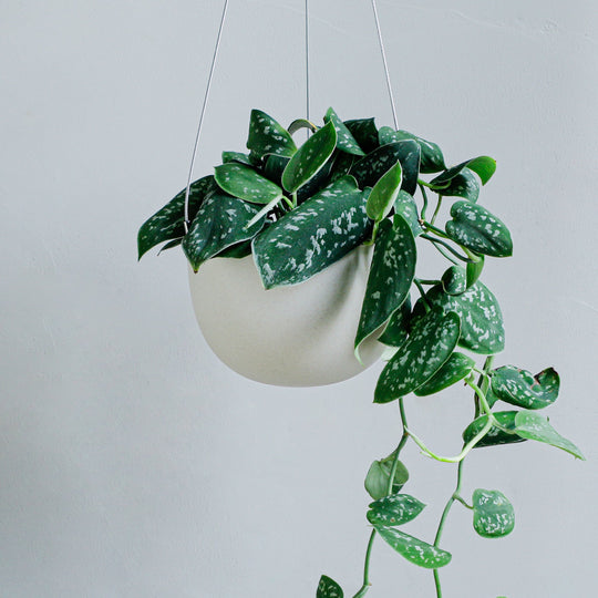 スキンダプサス シラフカズラ