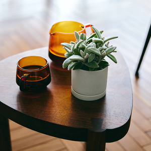 カランコエ福兎耳