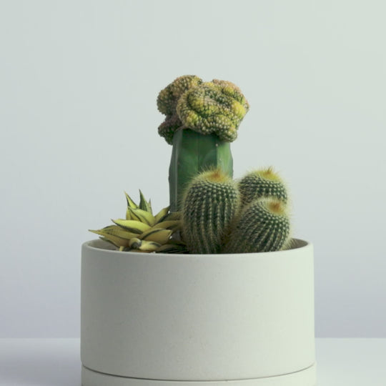 寄せ植え (フライレア マグニフィカ綴化 接ぎ木、金晃丸、ハオルチア 瑠璃殿錦)
