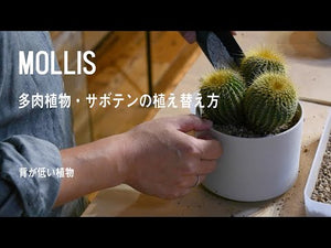金晃丸