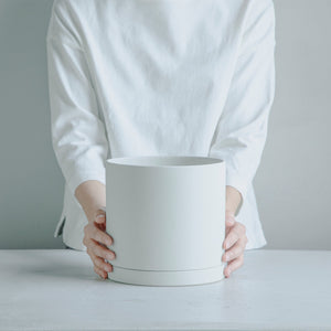 ユーフォルビア ラクテア錦綴化 接ぎ木