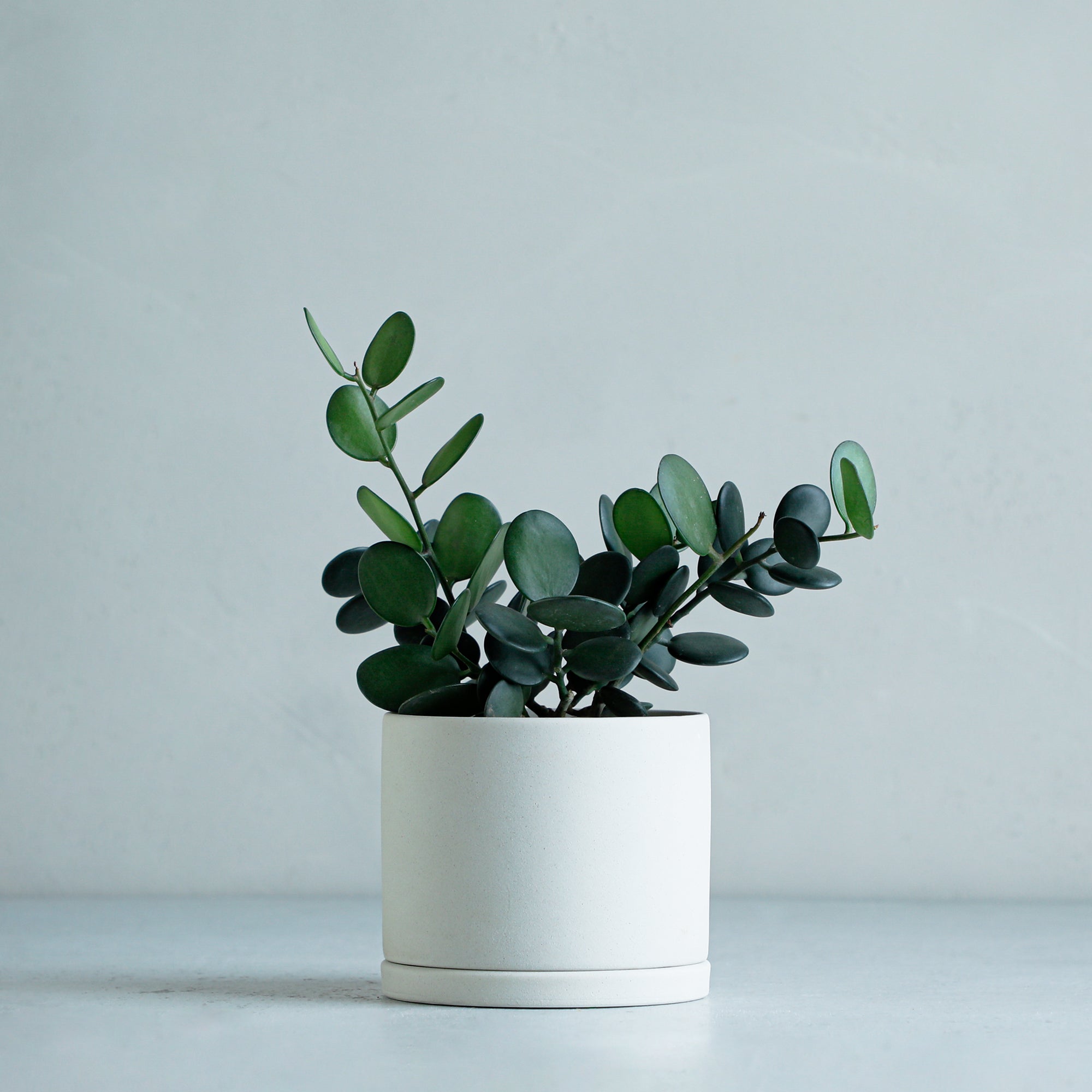 石鎚五葉松約30cm 太鼓鉢 FM005.jpg?v=1650438597