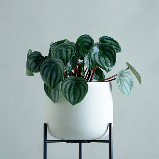 ペペロミア アルギレイア