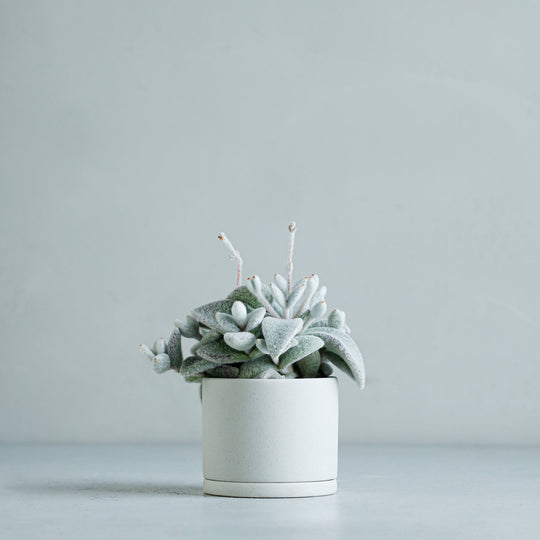 カランコエ福兎耳