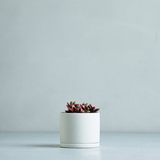 アナカンプセロス 桜吹雪