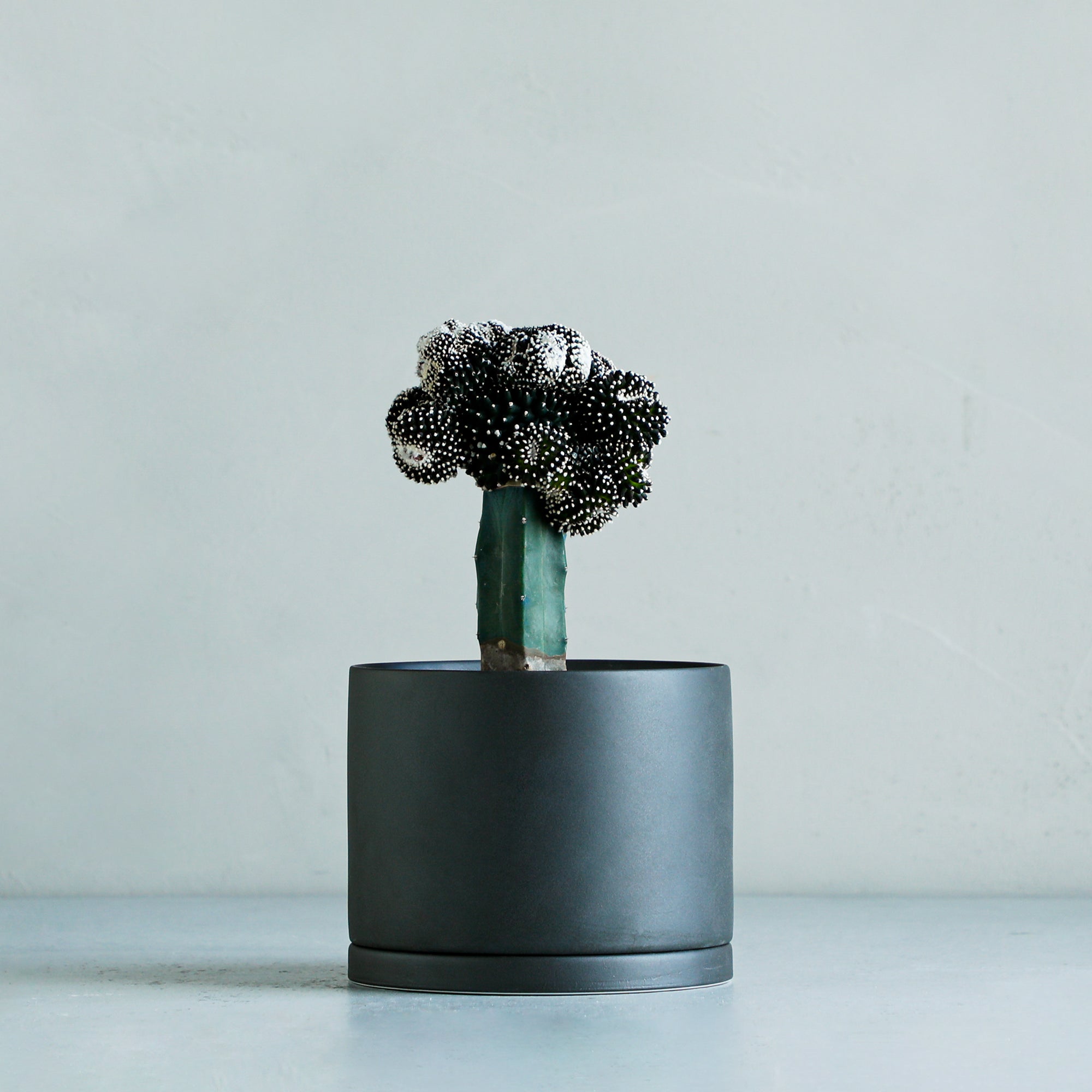 テヌイシマ モンストローサ 接ぎ木 – MOLLIS